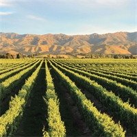 Hort sector rides fresh boom times Hort sector rides fresh boom times