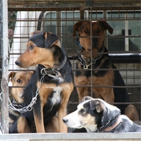 Working dogs Working dogs