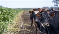 SovGold kale: high-quality winter feed with extended grazing flexibility SovGold kale: high-quality winter feed with extended grazing flexibility