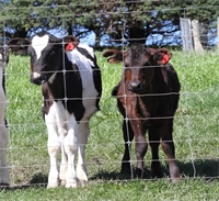 Avoiding disease during calving