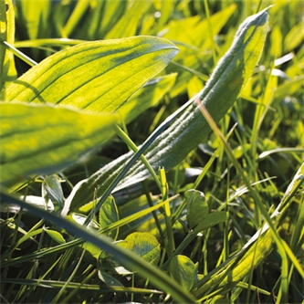 Ecotain® environmental plantain