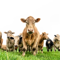 Beef Genetics Add Value to Dairy Beef