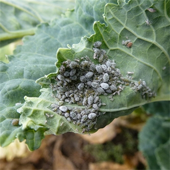 New solutions for forage brassica weeds and pests
