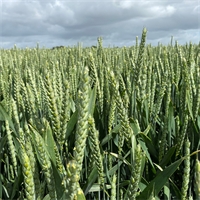 Side dressing cereals for optimum yield