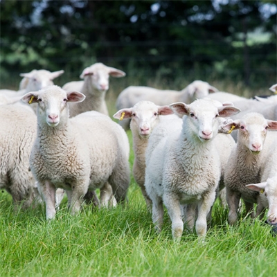 Sheep-milking-lambs