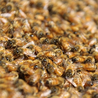 Bees keep agri economy flying