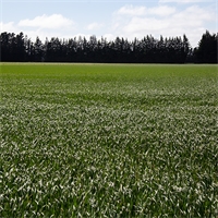 Magnesium's effect on winter wheat
