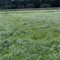 Winter sown catch/cover crops a win-win