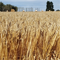 New spring barley launched to the New Zealand market