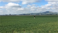 Micronutrients for wheat Micronutrients for wheat