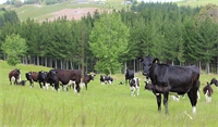 Low methane research to help dairy farmers stay world-leading