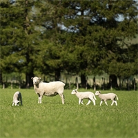 Triple drench resistance an emerging issue Triple drench resistance an emerging issue