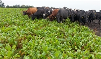 Supplementing winter grazing herds critical to maintaining health and condition Supplementing winter grazing herds critical to maintaining health and condition