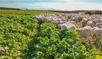 Summer crop fertiliser strategies Summer crop fertiliser strategies