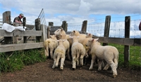 Wormwise advice for ewes and lambs this spring Wormwise advice for ewes and lambs this spring
