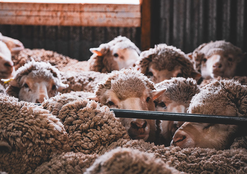 Animal Health Guide 2026