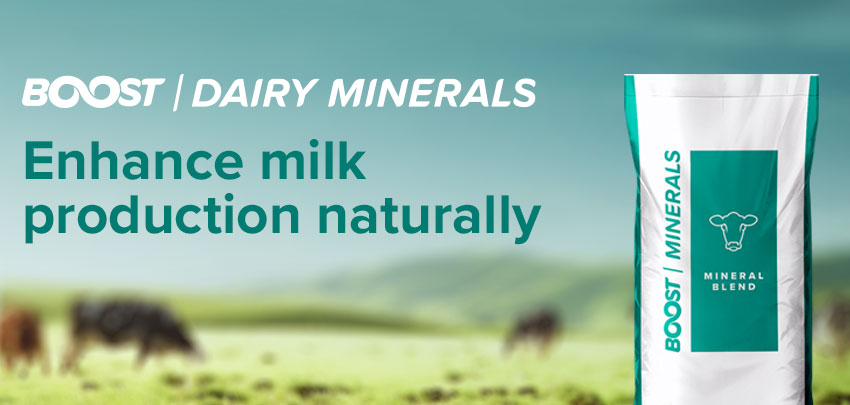 Boost Dairy Minerals enhances milk production naturally