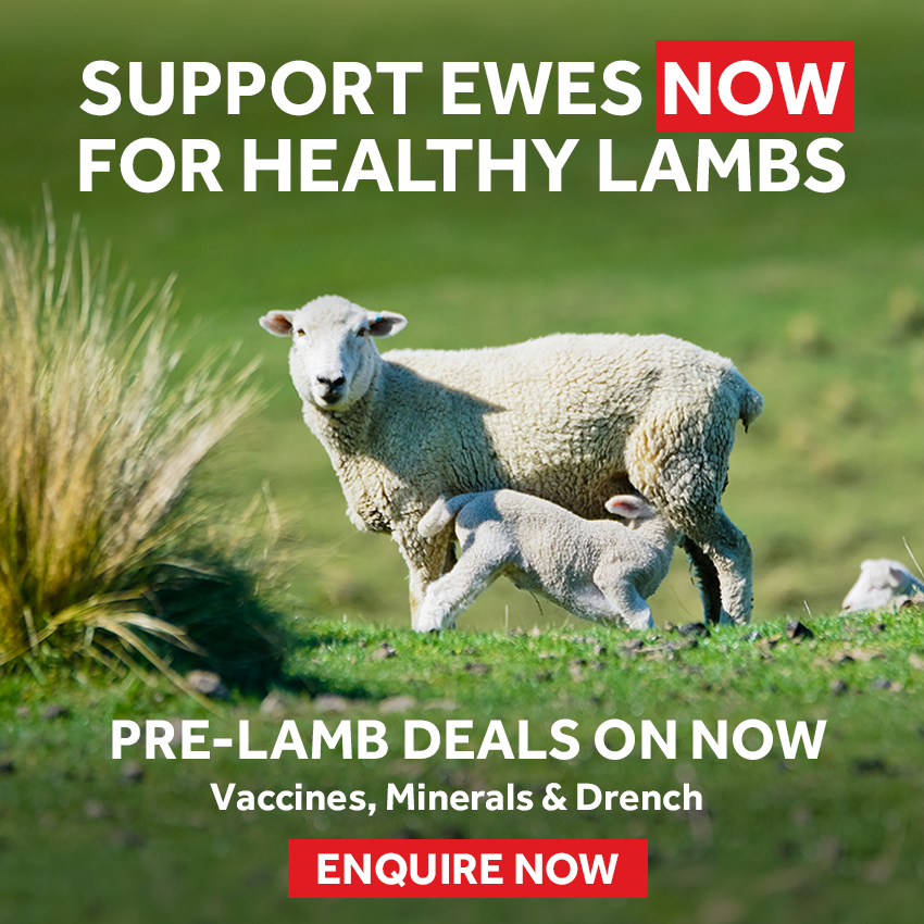 Pre-Lamb Deals