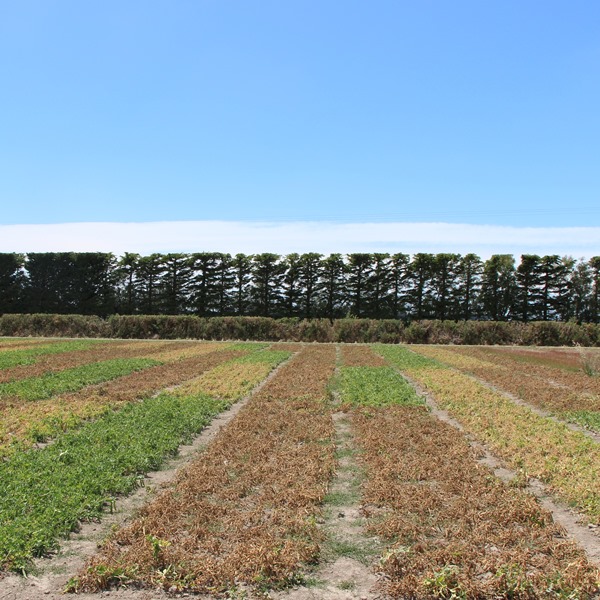 The arable sector and climate change