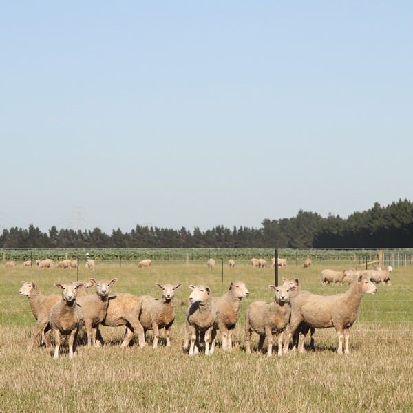 Making the most of novel endophyte: do best by your stock 