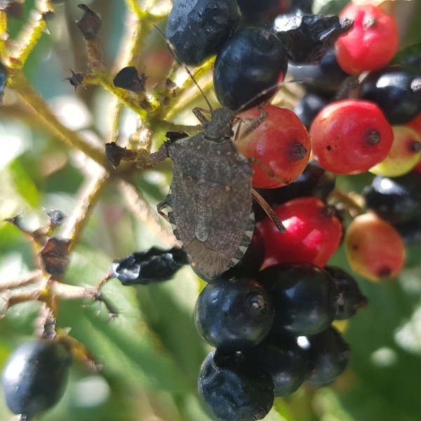 NZ scientists help Italians deal to destructive bug