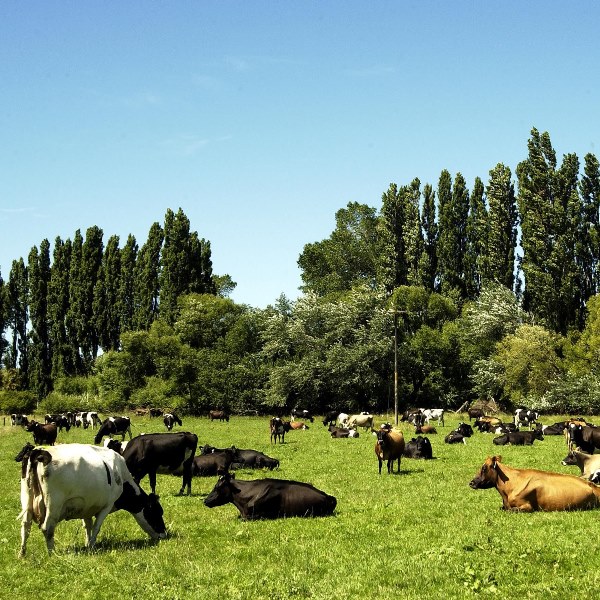 Keep your cows cool this summer