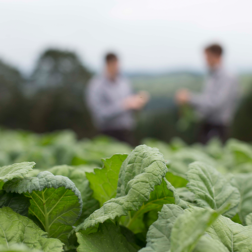 High yielding rapes for excellent summer feed