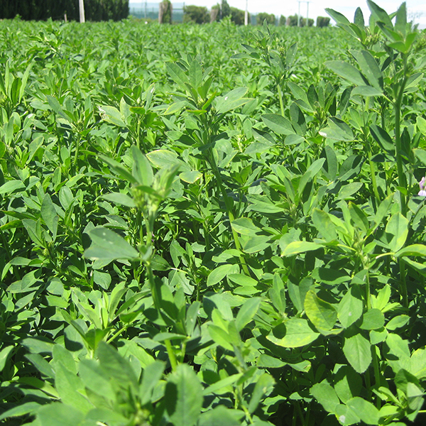 Debut launch extends lucerne husbandry toolkit  