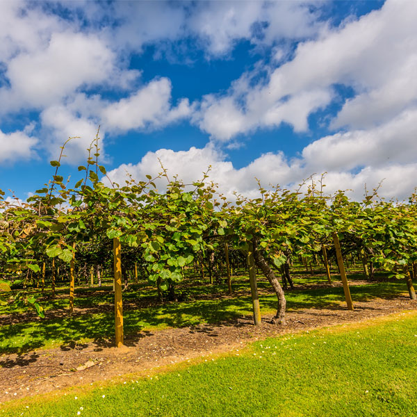 Quality food will help NZ weather Covid storm