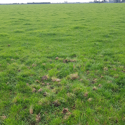 Maximising grass grub control in new pasture