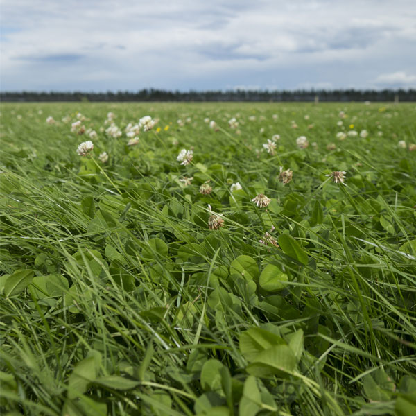 Maximising Stock Performance with Platform Perennial Ryegrass*