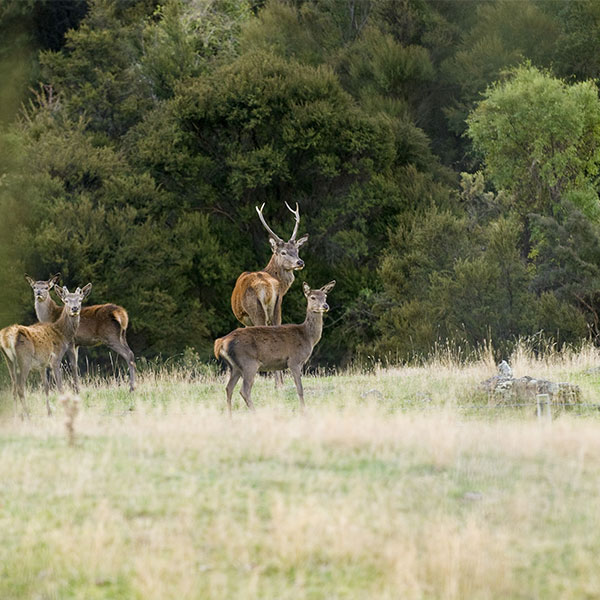 Connecting farmers & hunters