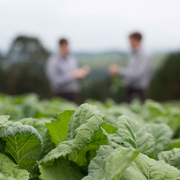 High yielding rapes for excellent summer feed