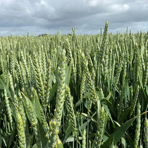 Side dressing cereals for optimum yield