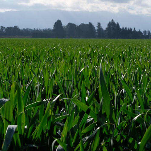 Catch cropping to reduce nitrate leaching