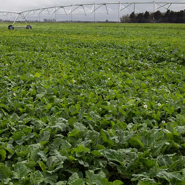 Agri-Chemical update spring 2021