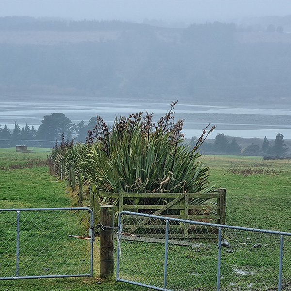 Native planting for shelter