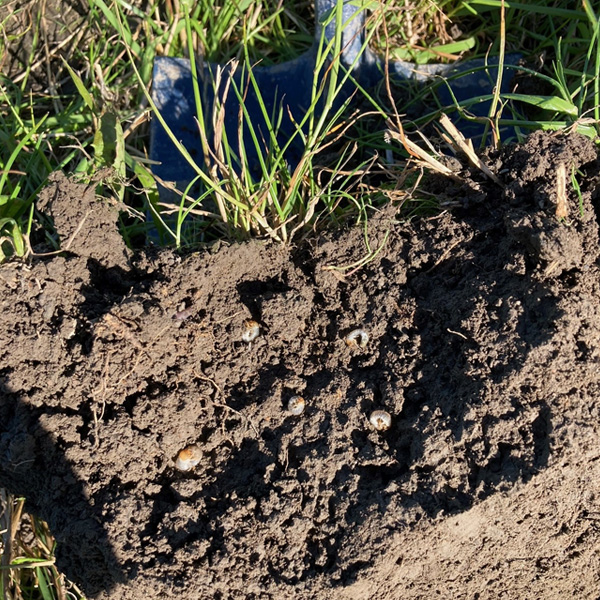 Take no chances with grass grub this autumn