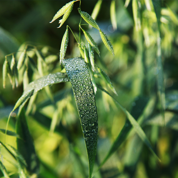 Winter sown catch crops a win-win