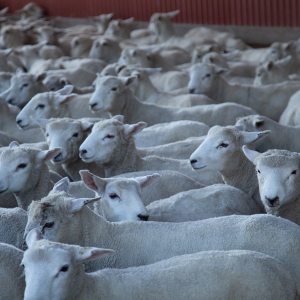 Tupping and Pregnancy in Ewes