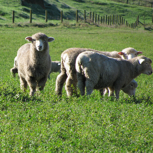 Lucerne Legwork