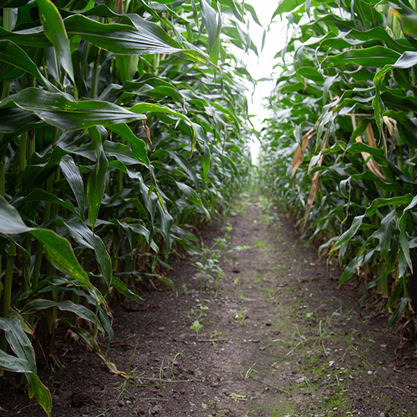 Arable crops and sequestration?