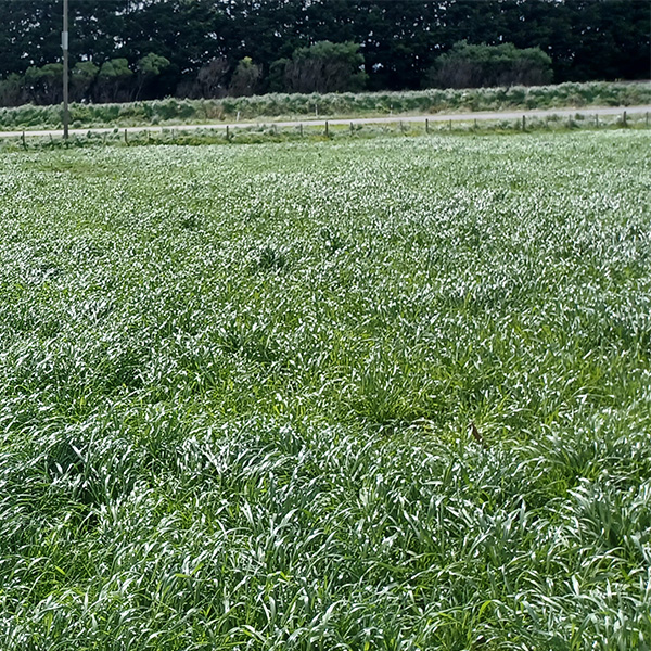 Winter sown catch/cover crops a win-win