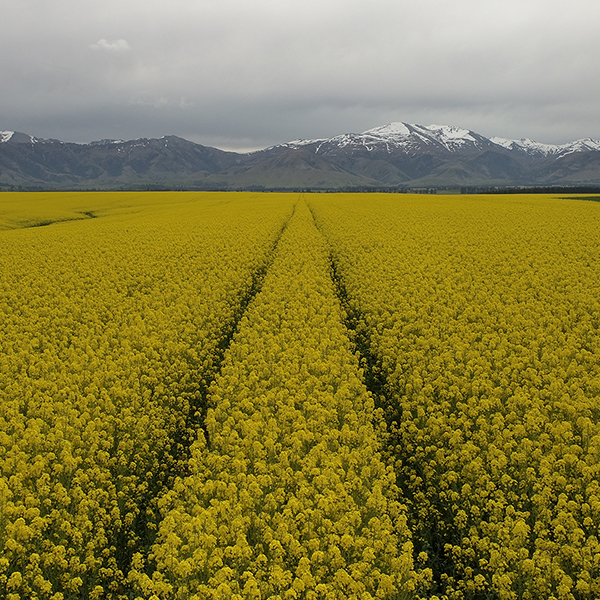 Golden oil flows from on-farm agronomy project