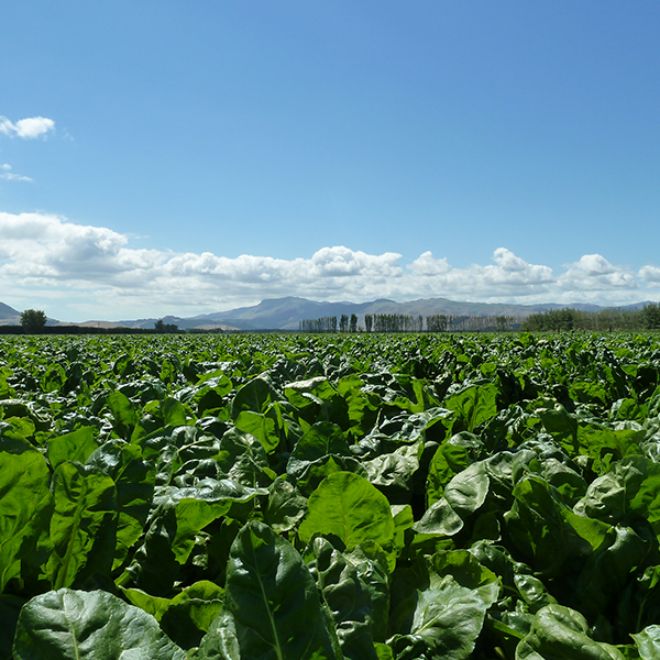 Fodder beet remains a staple option