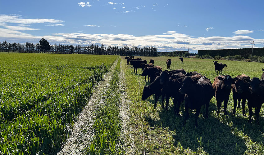 Farm systems project at Chertsey is future focused