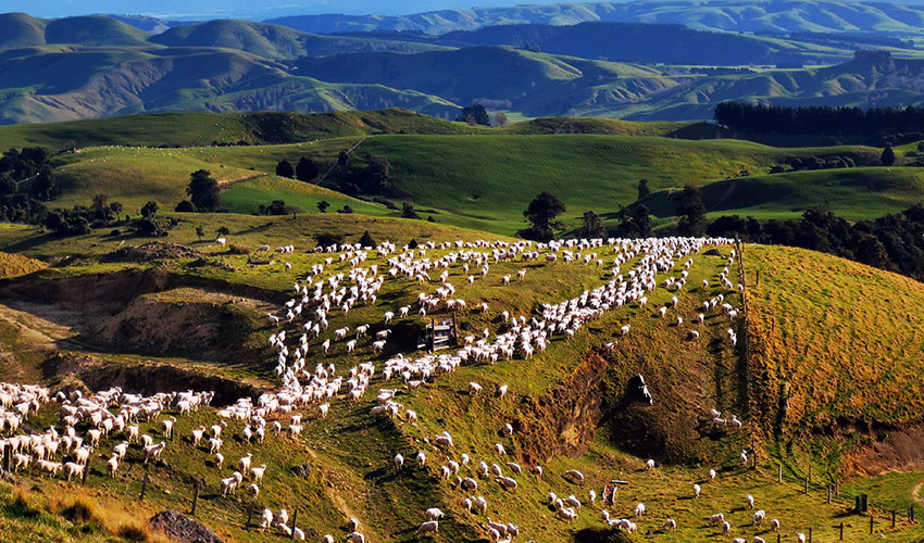 Managing ewes post-weaning to maximise next year’s production