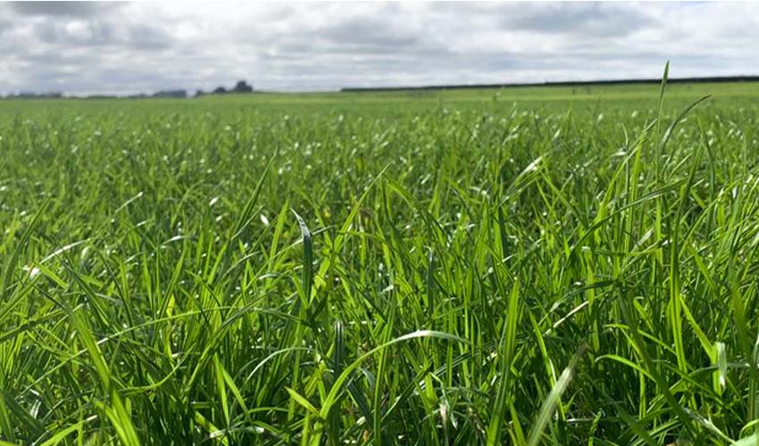 Summer Agronomy Update 2024 