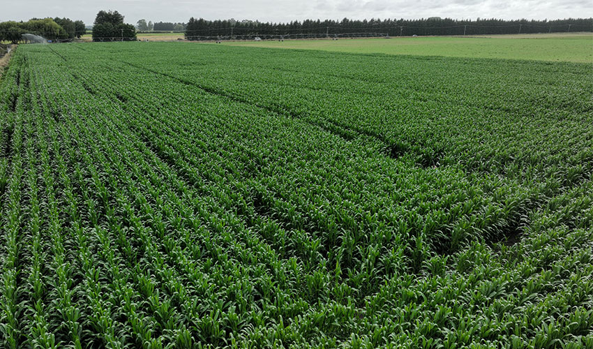 Growing a successful maize crop in Mid Canterbury