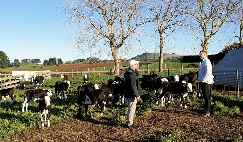 Ngahiwi Farms: A legacy of excellence